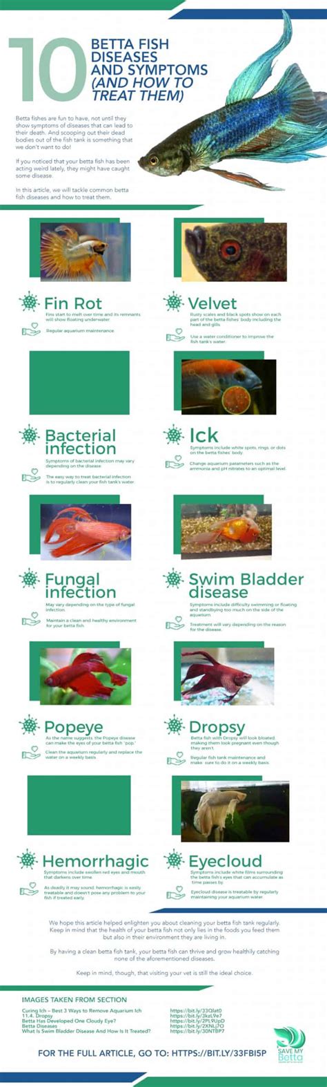 betta fish diseases symptoms.